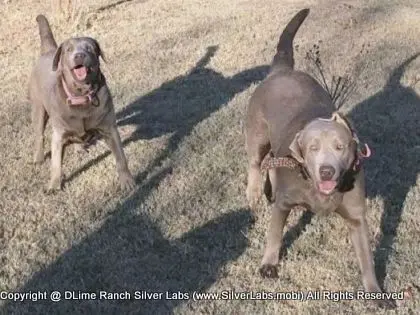 LADY PANDORA - AKC Silver Lab Female @ Dlime Ranch Silver Lab Puppies  6 