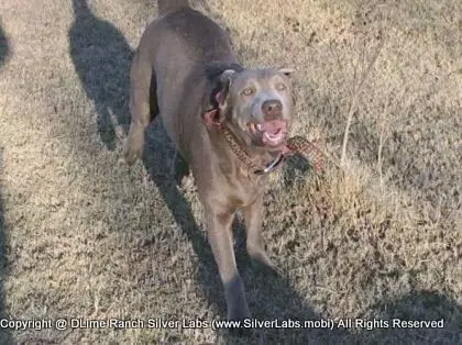 LADY PANDORA - AKC Silver Lab Female @ Dlime Ranch Silver Lab Puppies  5 