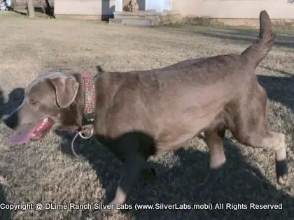 LADY PANDORA - AKC Silver Lab Female @ Dlime Ranch Silver Lab Puppies  3 