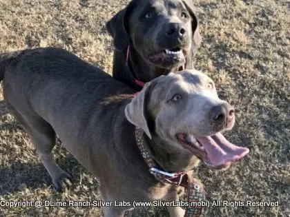 LADY PANDORA - AKC Silver Lab Female @ Dlime Ranch Silver Lab Puppies  2 