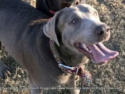 LADY PANDORA - AKC Silver Lab Female @ Dlime Ranch Silver Lab Puppies  1 