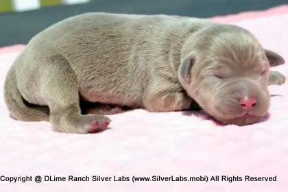 LADY PEACHES - AKC Silver Lab Female @ Dlime Ranch Silver Lab Puppies  1 