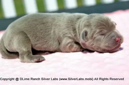 LADY PEACHES - AKC Silver Lab Female @ Dlime Ranch Silver Lab Puppies  2 