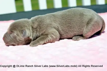 LADY PEACHES - AKC Silver Lab Female @ Dlime Ranch Silver Lab Puppies  3 