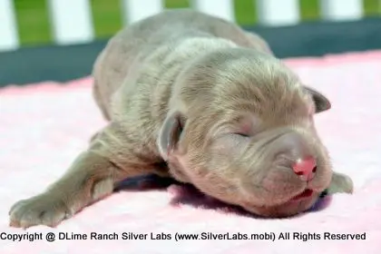 LADY PEACHES - AKC Silver Lab Female @ Dlime Ranch Silver Lab Puppies  4 