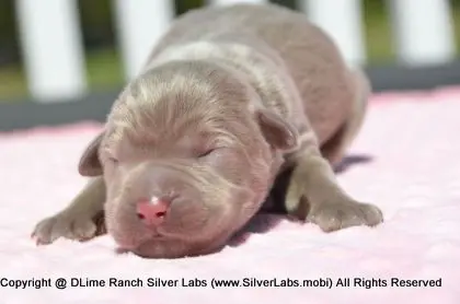 LADY PEACHES - AKC Silver Lab Female @ Dlime Ranch Silver Lab Puppies  6 