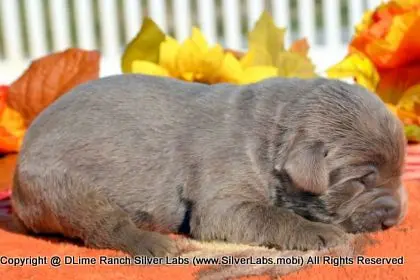 LADY PEACHES - AKC Silver Lab Female @ Dlime Ranch Silver Lab Puppies  9 
