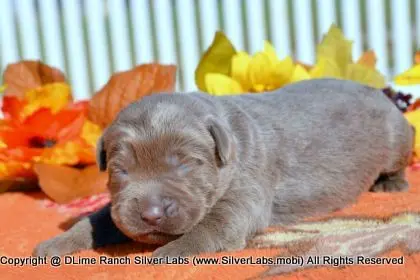 LADY PEACHES - AKC Silver Lab Female @ Dlime Ranch Silver Lab Puppies  12 