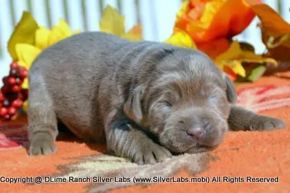 LADY PEACHES - AKC Silver Lab Female @ Dlime Ranch Silver Lab Puppies  13 