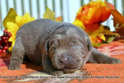 LADY PEACHES - AKC Silver Lab Female @ Dlime Ranch Silver Lab Puppies  14 