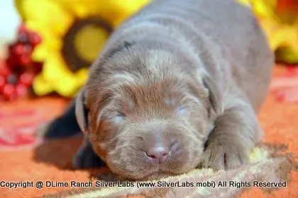 LADY PEACHES - AKC Silver Lab Female @ Dlime Ranch Silver Lab Puppies  15 