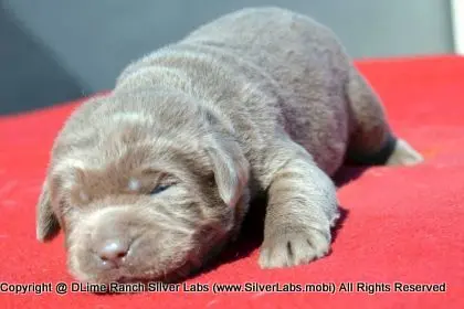 LADY PEACHES - AKC Silver Lab Female @ Dlime Ranch Silver Lab Puppies  16 