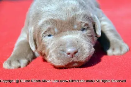 LADY PEACHES - AKC Silver Lab Female @ Dlime Ranch Silver Lab Puppies  17 