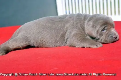 LADY PEACHES - AKC Silver Lab Female @ Dlime Ranch Silver Lab Puppies  19 