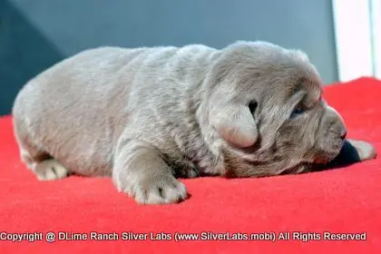 LADY PEACHES - AKC Silver Lab Female @ Dlime Ranch Silver Lab Puppies  20 