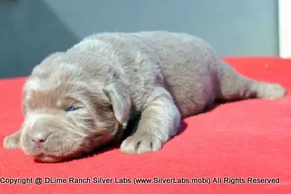LADY PEACHES - AKC Silver Lab Female @ Dlime Ranch Silver Lab Puppies  21 