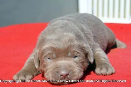 LADY PEACHES - AKC Silver Lab Female @ Dlime Ranch Silver Lab Puppies  22 