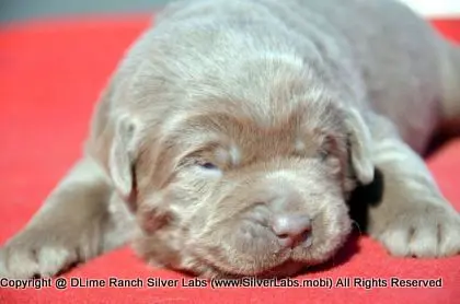 LADY PEACHES - AKC Silver Lab Female @ Dlime Ranch Silver Lab Puppies  23 