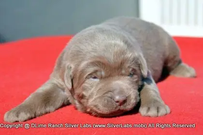 LADY PEACHES - AKC Silver Lab Female @ Dlime Ranch Silver Lab Puppies  26 