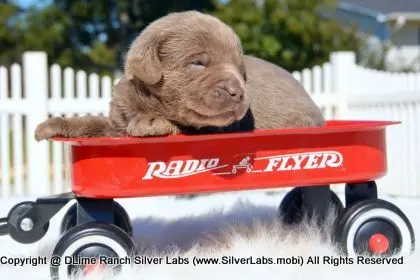 LADY PEACHES - AKC Silver Lab Female @ Dlime Ranch Silver Lab Puppies  28 