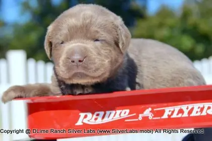LADY PEACHES - AKC Silver Lab Female @ Dlime Ranch Silver Lab Puppies  29 