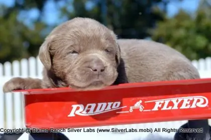 LADY PEACHES - AKC Silver Lab Female @ Dlime Ranch Silver Lab Puppies  31 