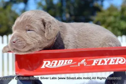 LADY PEACHES - AKC Silver Lab Female @ Dlime Ranch Silver Lab Puppies  32 