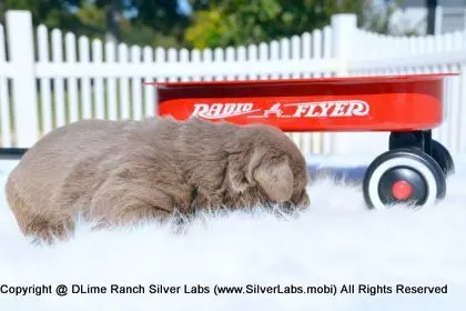 LADY PEACHES - AKC Silver Lab Female @ Dlime Ranch Silver Lab Puppies  33 