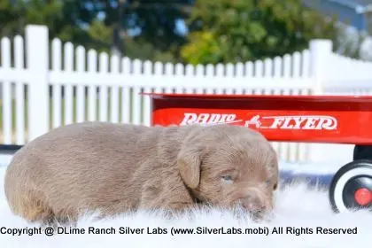 LADY PEACHES - AKC Silver Lab Female @ Dlime Ranch Silver Lab Puppies  34 