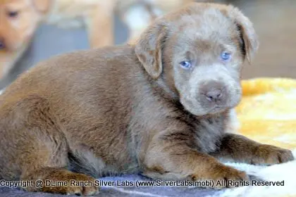 LADY PEACHES - AKC Silver Lab Female @ Dlime Ranch Silver Lab Puppies  35 
