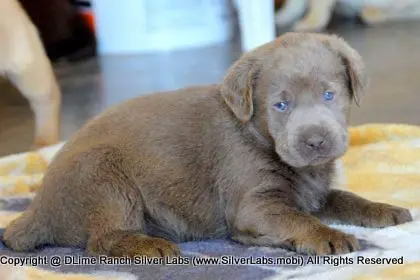 LADY PEACHES - AKC Silver Lab Female @ Dlime Ranch Silver Lab Puppies  36 