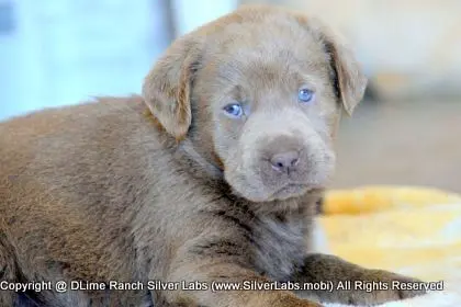 LADY PEACHES - AKC Silver Lab Female @ Dlime Ranch Silver Lab Puppies  37 