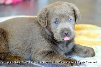 LADY PEACHES - AKC Silver Lab Female @ Dlime Ranch Silver Lab Puppies  38 