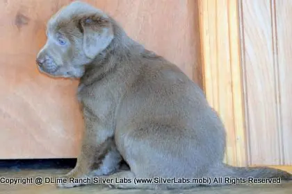 LADY PEACHES - AKC Silver Lab Female @ Dlime Ranch Silver Lab Puppies  39 