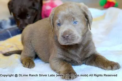 LADY PEACHES - AKC Silver Lab Female @ Dlime Ranch Silver Lab Puppies  40 