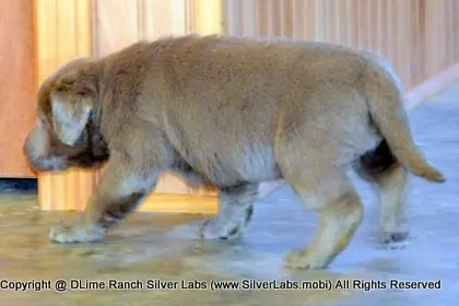 LADY PEACHES - AKC Silver Lab Female @ Dlime Ranch Silver Lab Puppies  41 