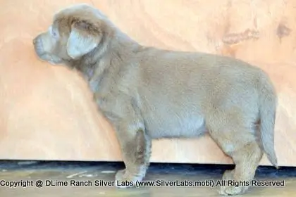LADY PEACHES - AKC Silver Lab Female @ Dlime Ranch Silver Lab Puppies  42 