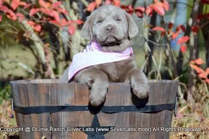 LADY PEACHES - AKC Silver Lab Female @ Dlime Ranch Silver Lab Puppies  43 