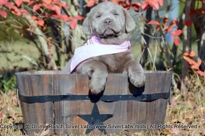 LADY PEACHES - AKC Silver Lab Female @ Dlime Ranch Silver Lab Puppies  44 