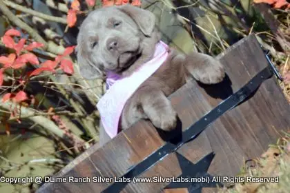 LADY PEACHES - AKC Silver Lab Female @ Dlime Ranch Silver Lab Puppies  45 
