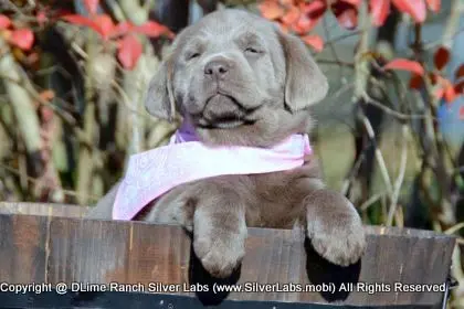 LADY PEACHES - AKC Silver Lab Female @ Dlime Ranch Silver Lab Puppies  46 
