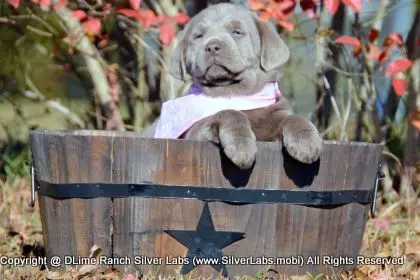 LADY PEACHES - AKC Silver Lab Female @ Dlime Ranch Silver Lab Puppies  47 