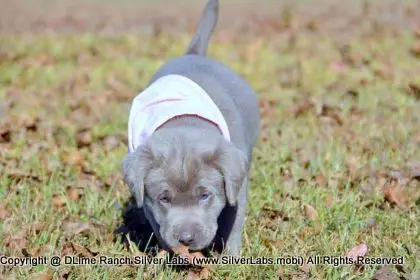 LADY PEACHES - AKC Silver Lab Female @ Dlime Ranch Silver Lab Puppies  48 