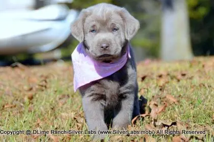 LADY PEACHES - AKC Silver Lab Female @ Dlime Ranch Silver Lab Puppies  49 
