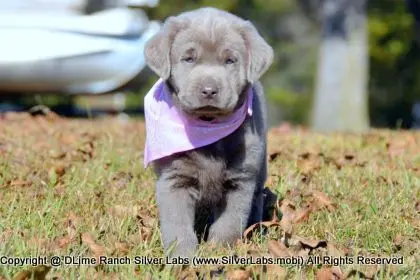 LADY PEACHES - AKC Silver Lab Female @ Dlime Ranch Silver Lab Puppies  50 