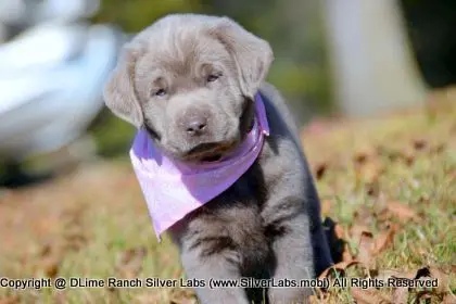 LADY PEACHES - AKC Silver Lab Female @ Dlime Ranch Silver Lab Puppies  51 