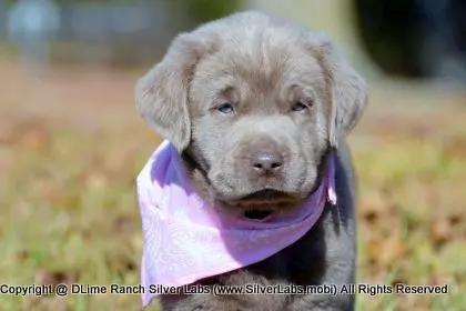 LADY PEACHES - AKC Silver Lab Female @ Dlime Ranch Silver Lab Puppies  52 