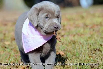 LADY PEACHES - AKC Silver Lab Female @ Dlime Ranch Silver Lab Puppies  53 