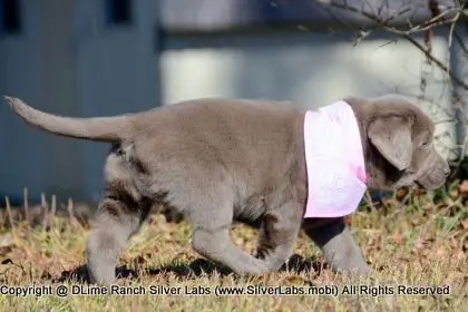 LADY PEACHES - AKC Silver Lab Female @ Dlime Ranch Silver Lab Puppies  54 