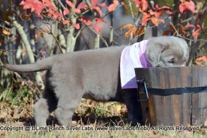 LADY PEACHES - AKC Silver Lab Female @ Dlime Ranch Silver Lab Puppies  55 